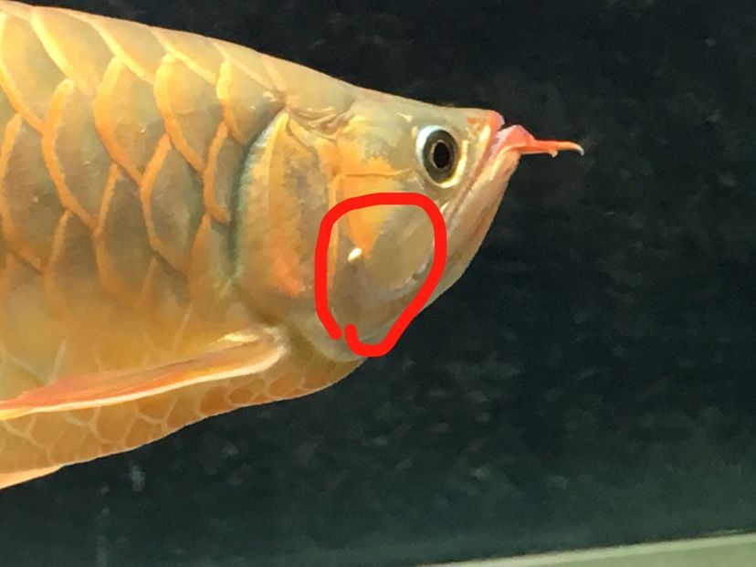 龍魚疾病圖解視頻講解大全集:完整的龍魚疾病圖解視頻講解視頻講解大全集 龍魚百科 第4張 龍魚疾病圖解視頻講解大全集:完整的龍魚疾病圖解視頻講解視頻講解大全集 龍魚疾病圖解視頻講解大全集:完整的龍魚疾病圖解視頻講解視頻講解大全集 龍魚百科 第4張
