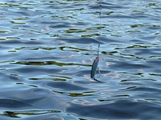 金龍魚要怎么養(yǎng)才容易發(fā)金色呢：讓金龍魚更容易發(fā)金色，從以下幾個方面入手：水質(zhì)的好壞