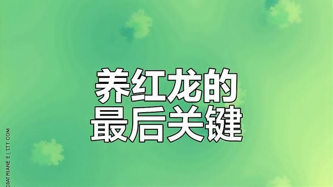 紫艷辣椒紅龍和血紅龍的飼養(yǎng)難度如何？ 紫艷辣椒紅龍和血紅龍的飼養(yǎng)難度如何？ 龍魚百科 第7張