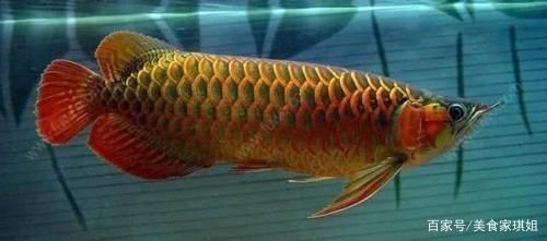 金龍魚(yú)市場(chǎng)價(jià)多少錢(qián)一包：金龍魚(yú)市場(chǎng)價(jià)格因品種的不同而有所差異 金龍魚(yú)市場(chǎng)價(jià)多少錢(qián)一包：金龍魚(yú)市場(chǎng)價(jià)格因品種的不同而有所差異 龍魚(yú)百科 第1張