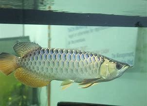 龍魚斜游越來越厲害怎么辦（龍魚斜游越來越厲害怎么辦龍魚斜游越來越厲害怎么辦）