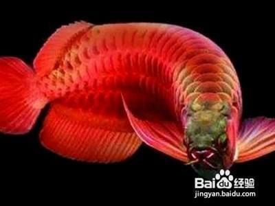 新龍魚趴缸怎么處理：新龍魚趴缸處理方法