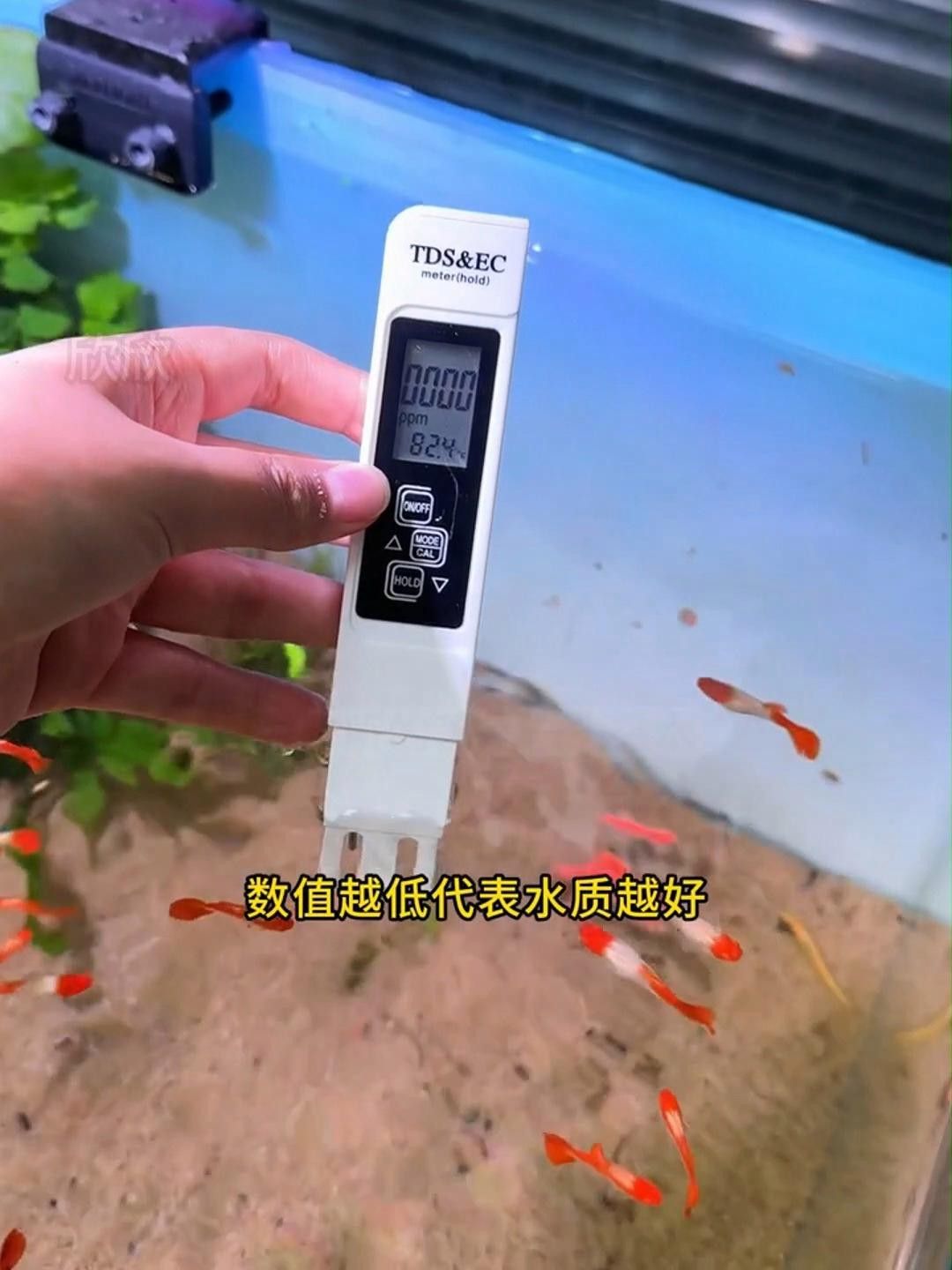 如何預防紅龍魚趴缸？