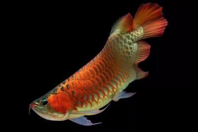 龍魚眼睛凸出來并發(fā)紅:龍魚眼睛凸出來并發(fā)紅可能是由于多種原因引起的 龍魚百科 第2張 龍魚眼睛凸出來并發(fā)紅:龍魚眼睛凸出來并發(fā)紅可能是由于多種原因引起的 龍魚眼睛凸出來并發(fā)紅:龍魚眼睛凸出來并發(fā)紅可能是由于多種原因引起的 龍魚百科 第2張
