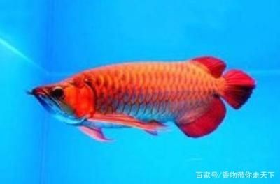 青龍魚和紅龍魚哪個好養(yǎng) 青龍魚和紅龍魚哪個好養(yǎng) 龍魚百科 第4張