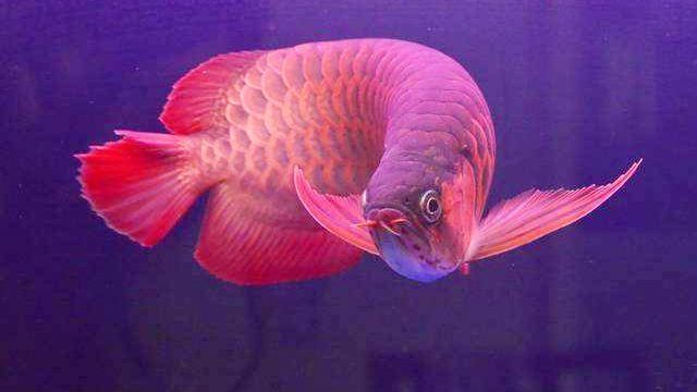 青龍魚和紅龍魚哪個好養(yǎng) 青龍魚和紅龍魚哪個好養(yǎng) 龍魚百科 第2張