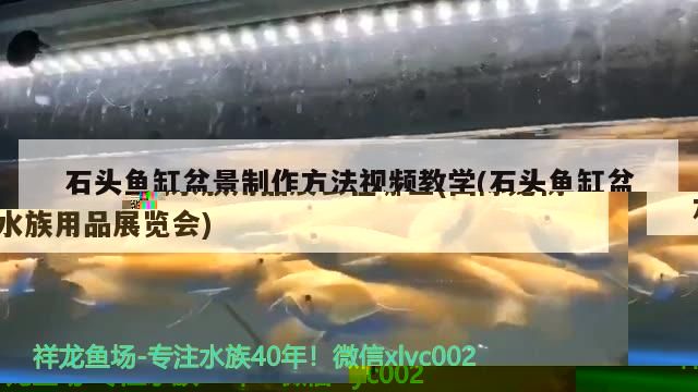 石頭魚缸盆景制作方法視頻教學(石頭魚缸盆景制作方法視頻教學下載)