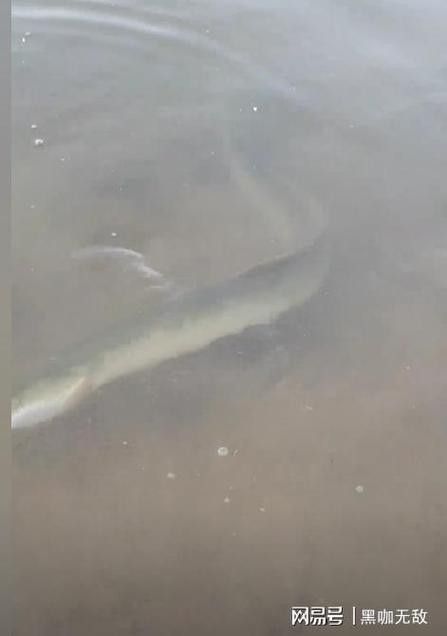 土龍魚多少錢斤 龍魚百科 第4張 土龍魚多少錢斤 土龍魚多少錢斤 龍魚百科 第4張