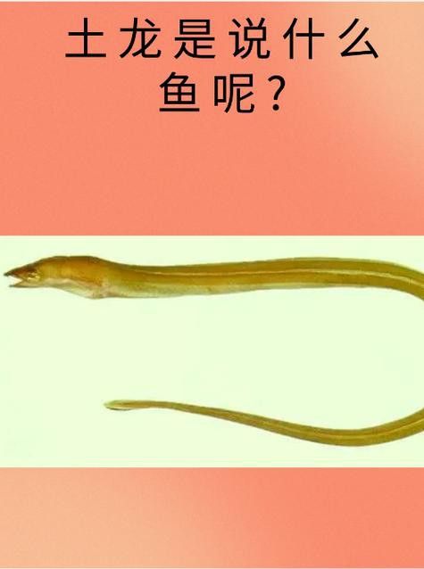 土龍魚多少錢斤 龍魚百科 第3張 土龍魚多少錢斤 土龍魚多少錢斤 龍魚百科 第3張