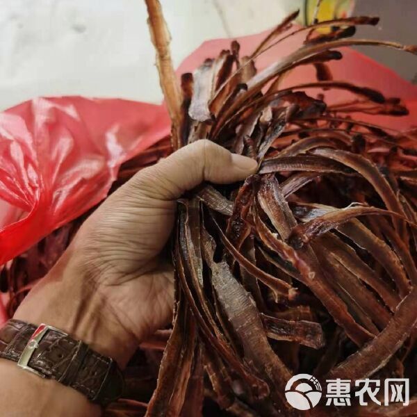 土龍魚多少錢斤 土龍魚多少錢斤 龍魚百科 第10張