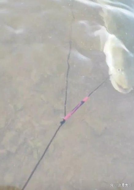土龍魚多少錢斤 土龍魚多少錢斤 龍魚百科 第8張