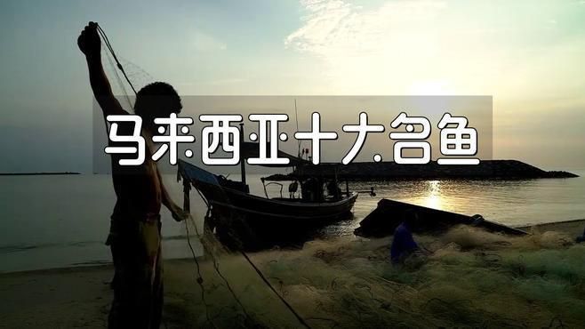 馬來西亞最建議買的5種魚 馬來西亞最建議買的5種魚 龍魚百科 第3張