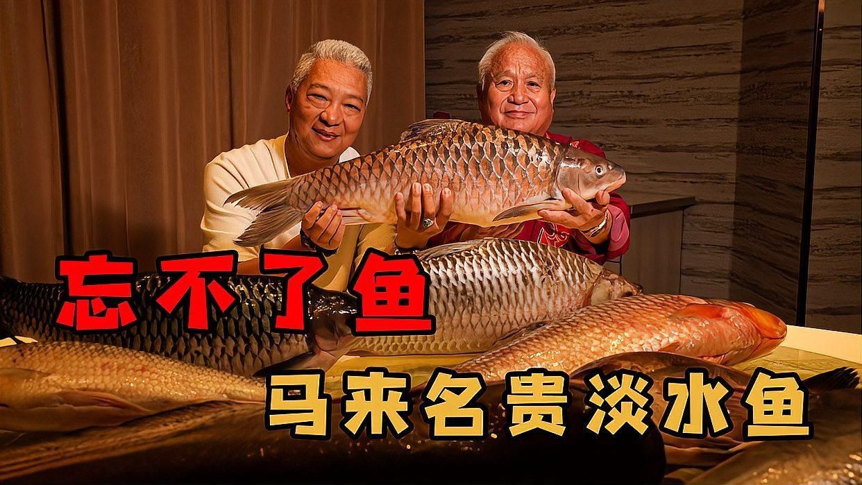 馬來西亞最建議買的5種魚 馬來西亞最建議買的5種魚 龍魚百科 第2張