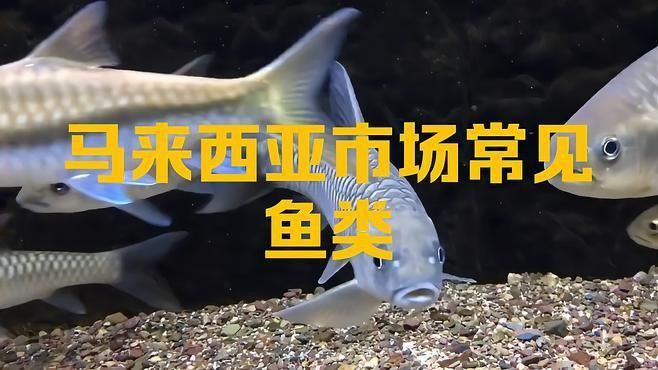 馬來西亞最建議買的5種魚 馬來西亞最建議買的5種魚 龍魚百科 第4張