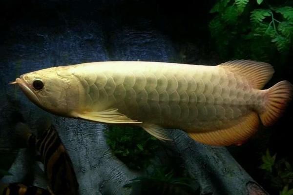 龍魚可以吃蝦尾嗎：龍魚可以吃蝦尾嗎喂食蝦尾時需要注意以下幾點 龍魚可以吃蝦尾嗎：龍魚可以吃蝦尾嗎喂食蝦尾時需要注意以下幾點 龍魚百科 第3張