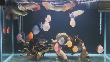龍魚和七彩混養最好的魚缸是哪種魚：最適合龍魚和七彩神仙魚混養的魚缸配置和配置和配置 龍魚和七彩混養最好的魚缸是哪種魚：最適合龍魚和七彩神仙魚混養的魚缸配置和配置和配置 龍魚百科 第1張