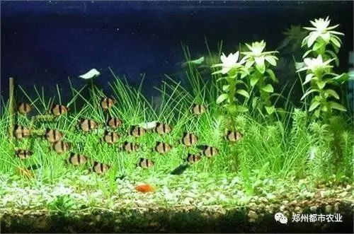 綠虎皮魚