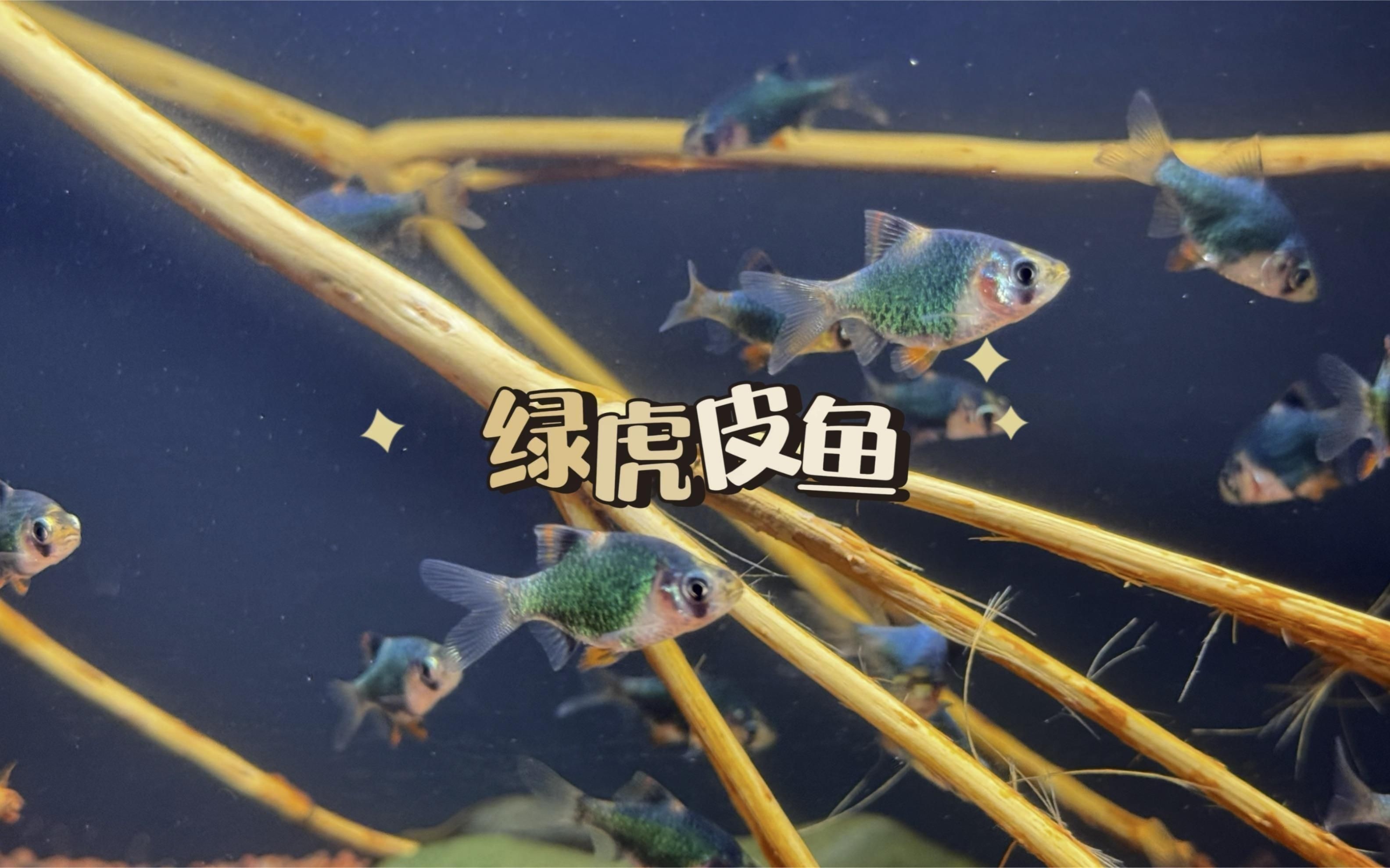 綠虎皮魚