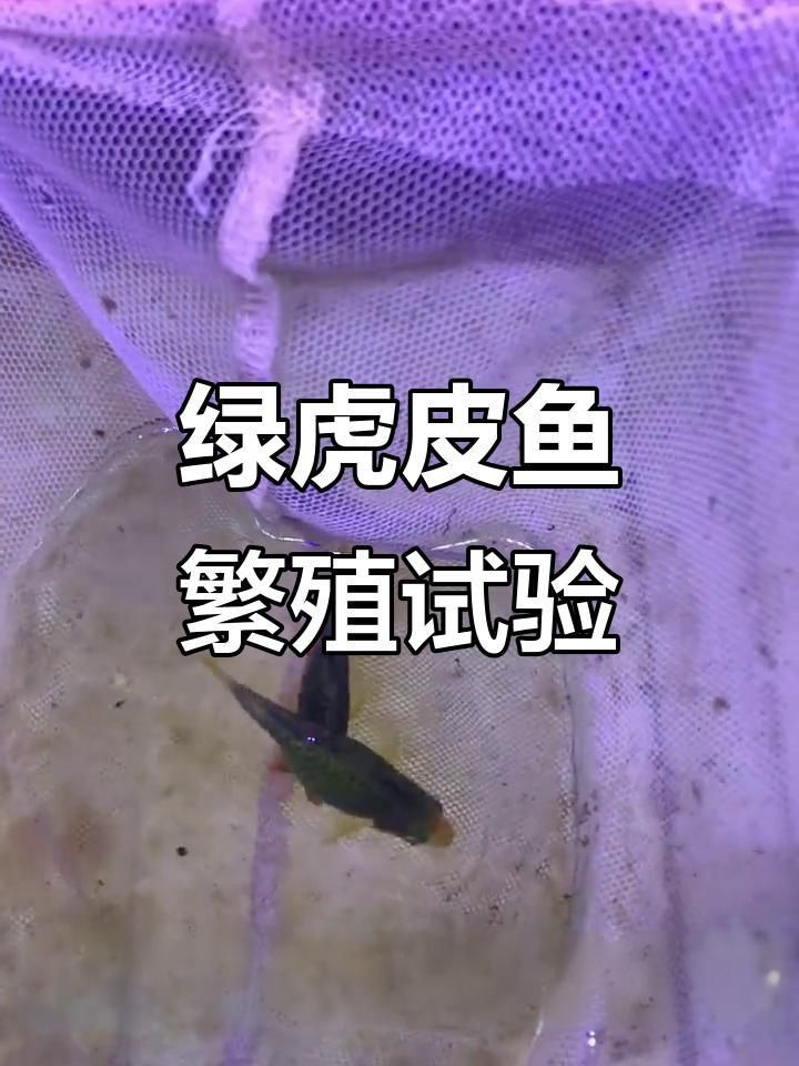 綠虎皮魚