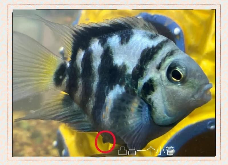 如何判斷龍魚是否成功產(chǎn)卵？