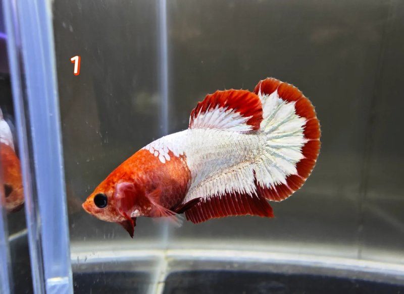 如何判斷龍魚是否成功產(chǎn)卵？