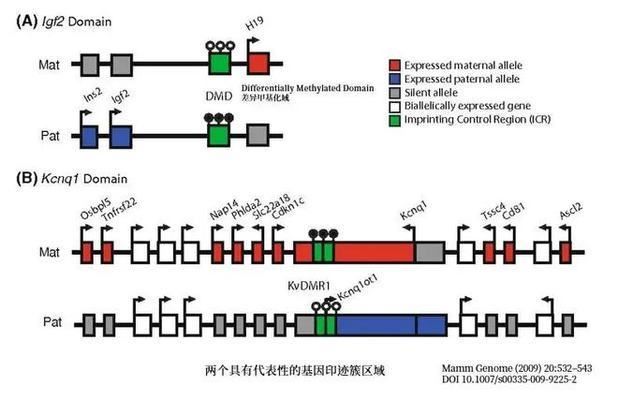 龍魚寄生蟲感染癥狀表現：龍魚寄生蟲感染的具體表現 龍魚寄生蟲感染癥狀表現：龍魚寄生蟲感染的具體表現 龍魚百科 第2張