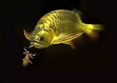 龍魚吃了異物怎么辦（龍魚不小心吃了異物怎么辦）