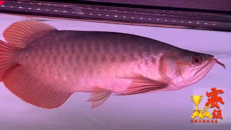 哪種紅龍魚最好養活一些圖片視頻