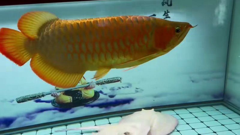 哪種紅龍魚最好養活一些圖片視頻
