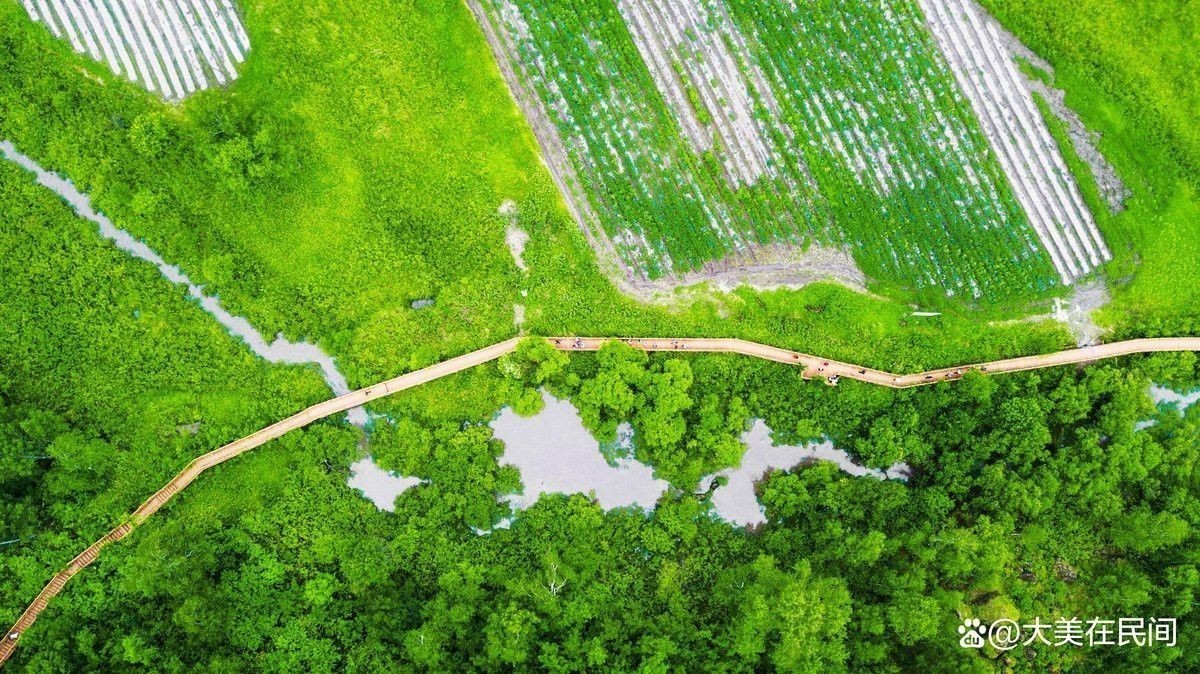 龍脈圖片高清版 龍脈圖片高清版 龍魚百科 第26張