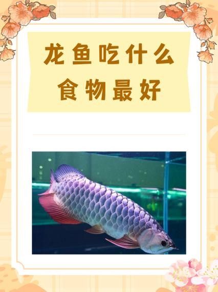 龍魚喂什么最好養
