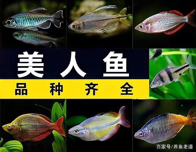 白金龍魚通常被視為觀賞魚，而非食用魚，：白金龍魚不能吃，白金龍魚能吃嗎？