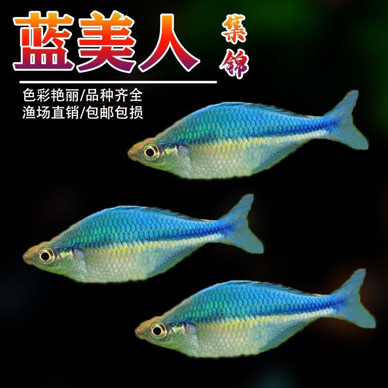 白金龍魚通常被視為觀賞魚，而非食用魚，：白金龍魚不能吃，白金龍魚能吃嗎？