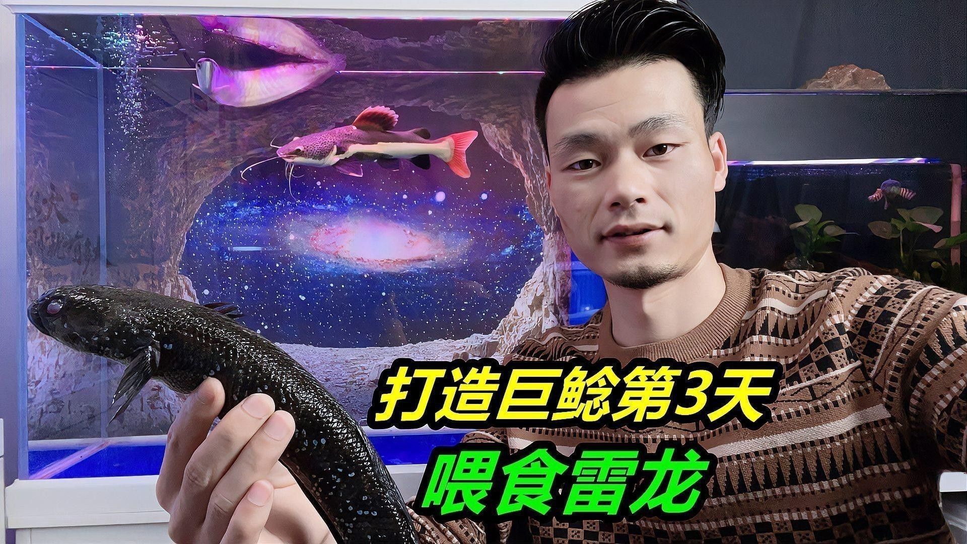 廣州雷龍魚