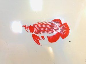 龍魚用什么背景紙好：龍魚用什么背景紙好龍魚用什么背景紙好