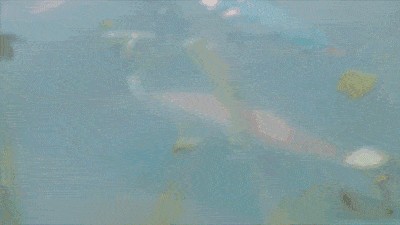 正大漁場(chǎng)龍魚進(jìn)貨渠道：正大漁場(chǎng)-原生態(tài)紅龍養(yǎng)殖基地