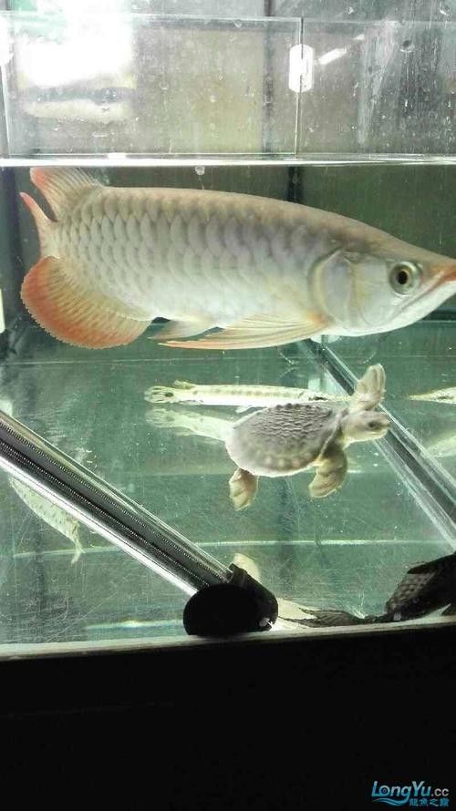 龍魚能和豬鼻龜混養(yǎng)嗎圖片欣賞 龍魚能和豬鼻龜混養(yǎng)嗎圖片欣賞 龍魚百科 第8張
