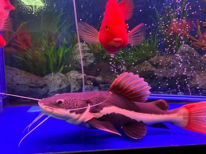 龍魚能和豬鼻龜混養(yǎng)嗎圖片欣賞 龍魚能和豬鼻龜混養(yǎng)嗎圖片欣賞 龍魚百科 第10張
