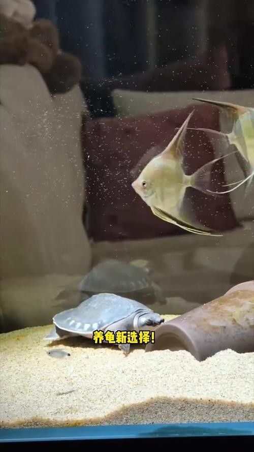 龍魚能和豬鼻龜混養(yǎng)嗎圖片欣賞 龍魚能和豬鼻龜混養(yǎng)嗎圖片欣賞 龍魚百科 第2張