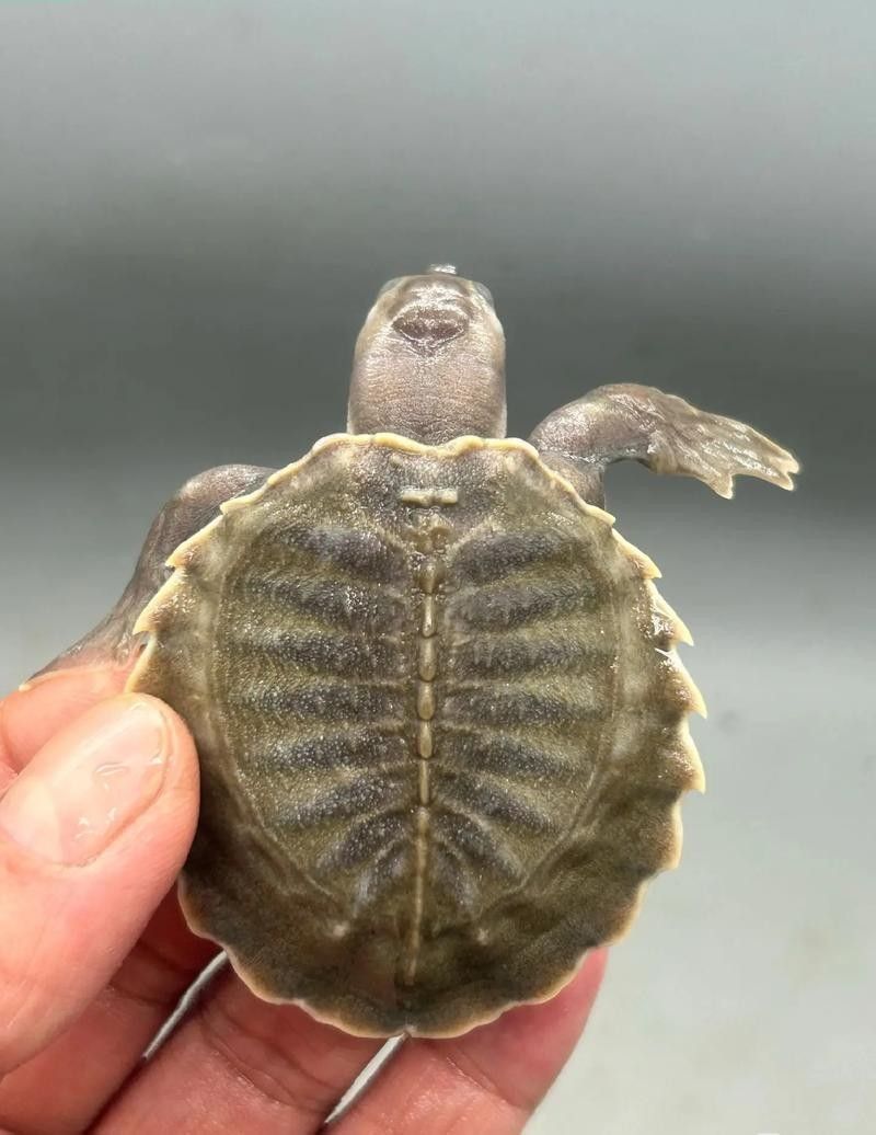 龍魚能和豬鼻龜混養(yǎng)嗎圖片欣賞 龍魚能和豬鼻龜混養(yǎng)嗎圖片欣賞 龍魚百科 第16張