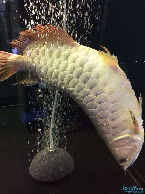 龍魚能和豬鼻龜混養(yǎng)嗎圖片欣賞 龍魚能和豬鼻龜混養(yǎng)嗎圖片欣賞 龍魚百科 第19張