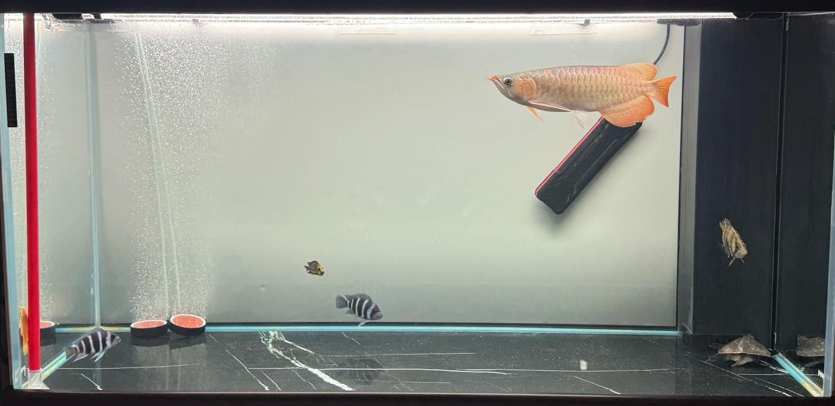 龍魚能和豬鼻龜混養(yǎng)嗎圖片欣賞 龍魚能和豬鼻龜混養(yǎng)嗎圖片欣賞 龍魚百科 第15張