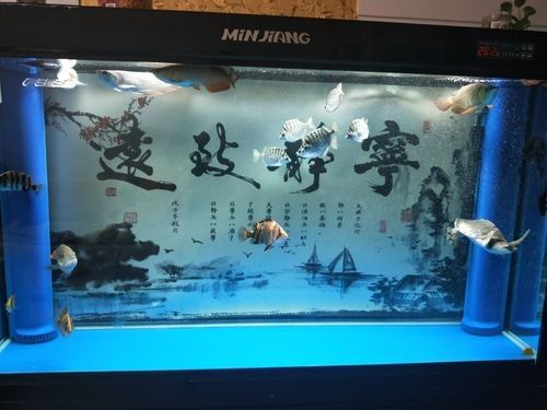龍魚能和豬鼻龜混養(yǎng)嗎圖片欣賞 龍魚能和豬鼻龜混養(yǎng)嗎圖片欣賞 龍魚百科 第20張