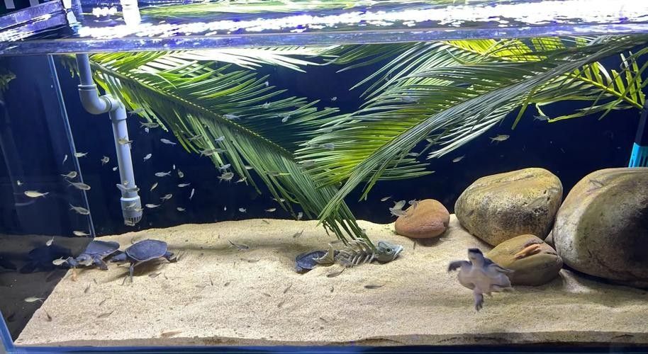 龍魚能和豬鼻龜混養(yǎng)嗎圖片欣賞 龍魚能和豬鼻龜混養(yǎng)嗎圖片欣賞 龍魚百科 第18張