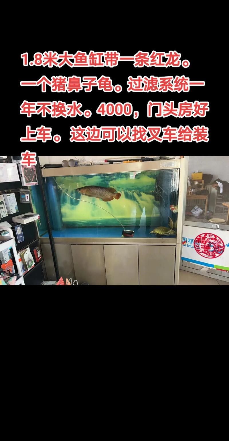 龍魚能和豬鼻龜混養(yǎng)嗎圖片欣賞 龍魚能和豬鼻龜混養(yǎng)嗎圖片欣賞 龍魚百科 第17張