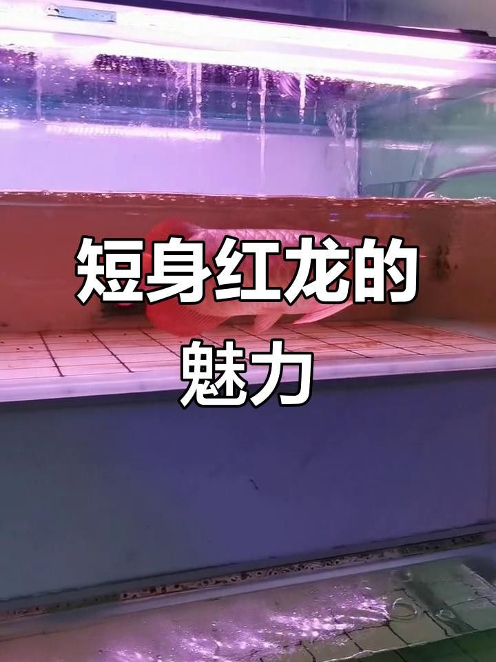 短身紅龍魚吃什么食物最好