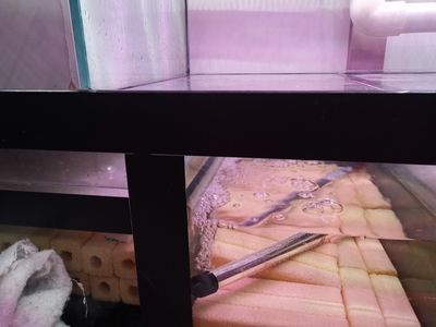 六角恐龍魚可以喂紅蟲嗎