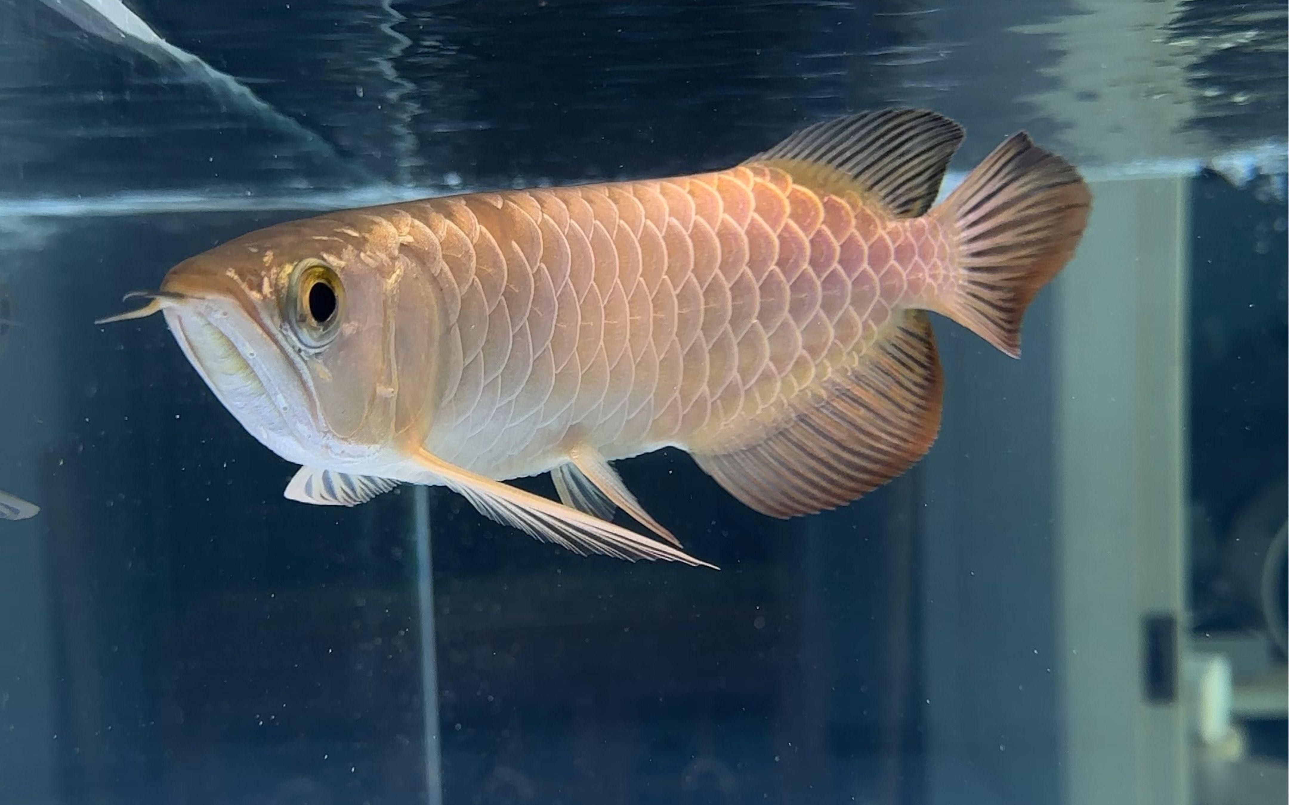 金龍魚幼魚如何判斷成長潛力？ 金龍魚幼魚如何判斷成長潛力？ 龍魚百科 第1張