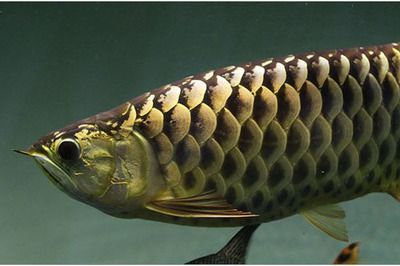 龍魚粗框和細框的區別：粗框龍魚和細框龍魚在鱗片結構、發色、養殖難度和市場價值差異 龍魚粗框和細框的區別：粗框龍魚和細框龍魚在鱗片結構、發色、養殖難度和市場價值差異 龍魚百科 第3張