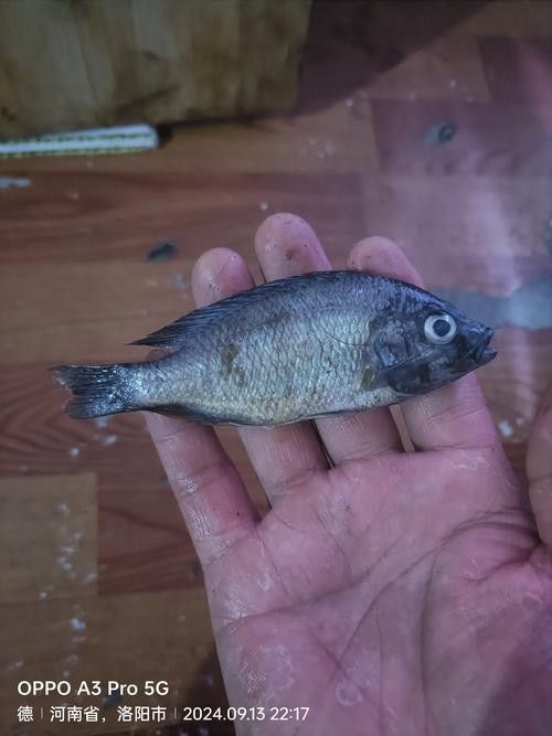 一條龍魚配一條虎魚有說法嗎圖片視頻